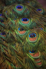 Peacock Feathers Closeup Abstract Colorful