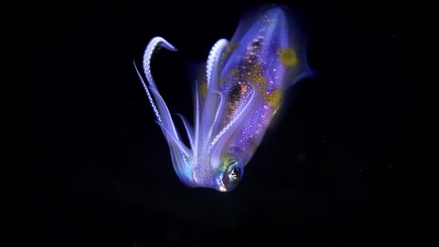 Cuttlefish changing colour on night dive