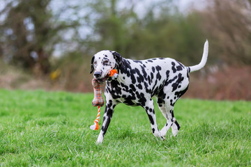 Dalmatian dog runs with a toy in the snout