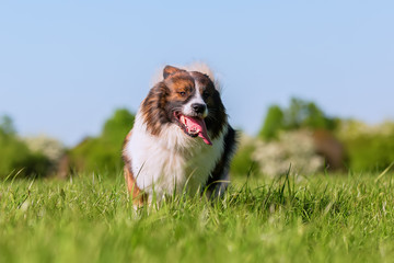 Elo dog runs on the meadow