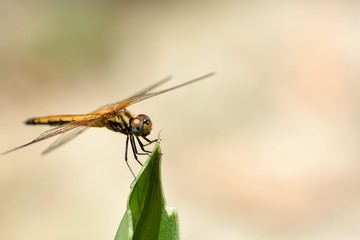 Thin wing dragonfly (Pantala flavescens) in the Taiwan.