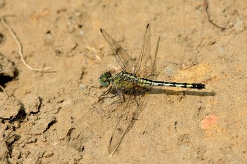 Dwarf dragonfly (Diplacodes trivialis) in the Taiwan.