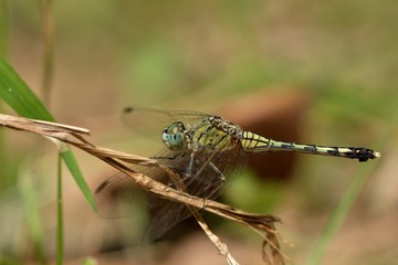 Dwarf dragonfly (Diplacodes trivialis) in the Taiwan.