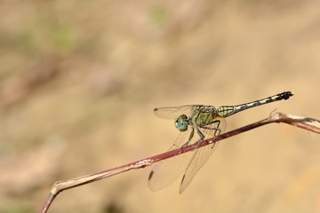 Dwarf dragonfly (Diplacodes trivialis) in the Taiwan.
