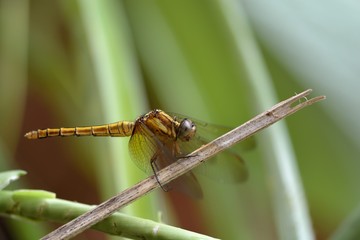 Thin wing dragonfly (Pantala flavescens) in the Taiwan.