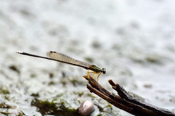 Dragonfly (Copera marginipes) in the Taiwan.
