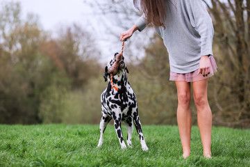 young woman plays with a Dalmatian dog
