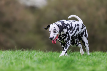 Dalmatian dog walks on a meadow