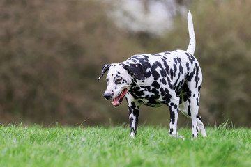Obraz premium Dalmatian dog walks on a meadow