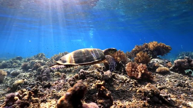 turtle swimming over coral reef
