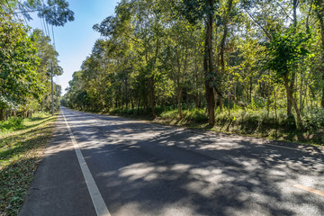 Asphalt road with green forest