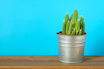Cactus on wooden table and blue background with copy space, succulent desert houseplant trendy design concept