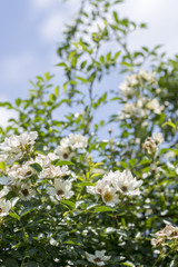 野ばら　ノイバラ