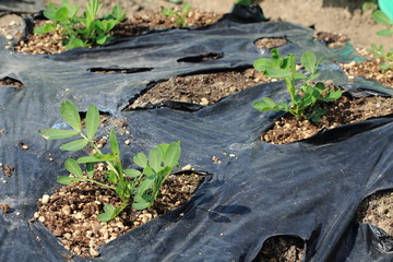 落花生の畑、苗、