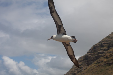 Laysan Albatross in Flight