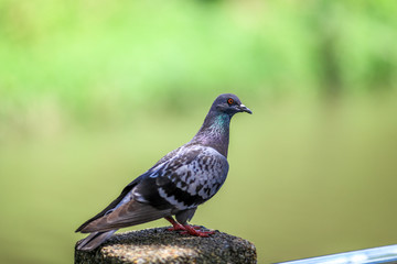 Pigeons(flying doves),Birds used in communication in the past to come to modern communication today.