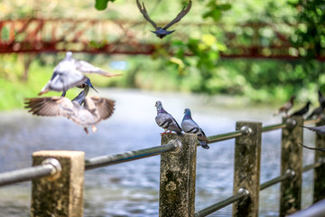Pigeons(flying doves),Birds used in communication in the past to come to modern communication today.
