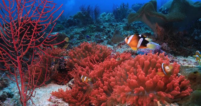 underwater seascape with clown fish in red anemone