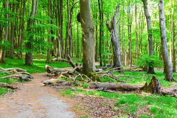 forest path in the Jasmund National Park, Ruegen, Germany