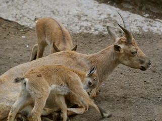 mountain goat family 