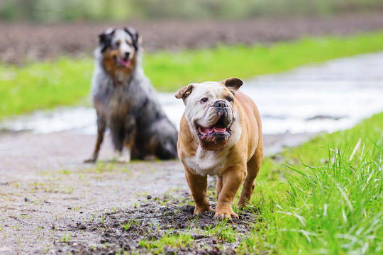 English Bulldog and Australian Shepherd on a footpath