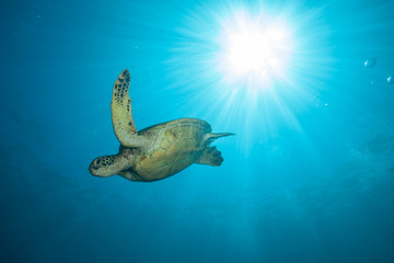 Underwater Sea Turtle and Sunburst