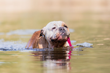 English bulldog plays with a toy in a lake