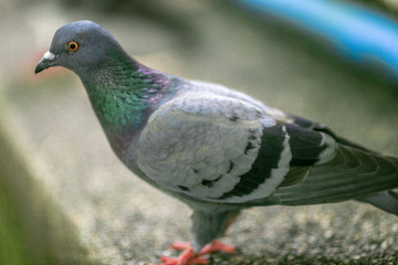 Pigeons(flying doves),Birds used in communication in the past to come to modern communication today.