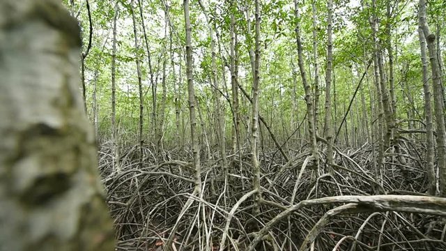 pan shot of mangrove forest , Thailand.
