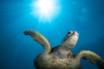 Obraz premium Underwater Sea Turtle and Sunburst