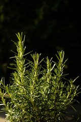 small plant on the black background.