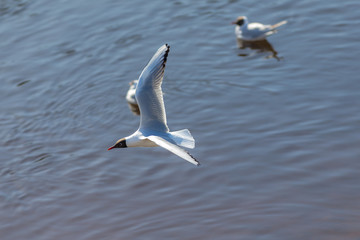 seagull in flight over the water
