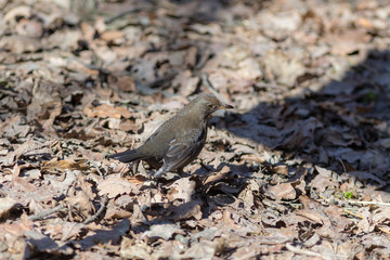 fieldfare on dry leaves
