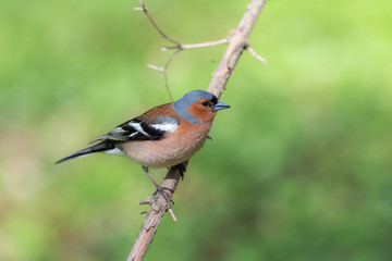 chaffinch on a branch