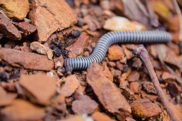 Large millipede on a rock in forest