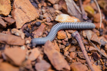 Large millipede on a rock in forest