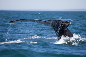 Close encounter with a diving humpback whale lifting its tail flukes out of the water