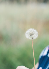 Fototapeta premium Dandelion