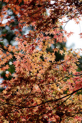 Texture of autumn leaves