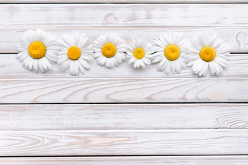 Obraz premium Chamomile flowers on white wooden background. View with copy space, top view.