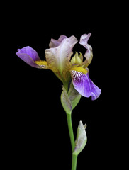 iris flower isolated on black background close-up