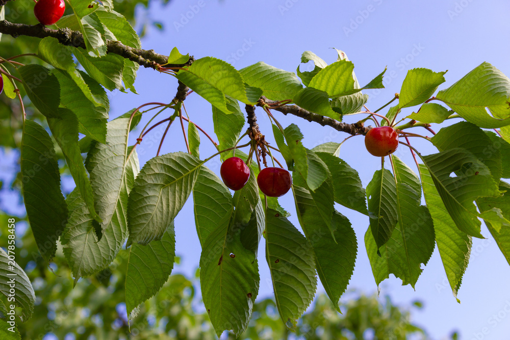 Wall mural cherry red fruits on branch with blue sky