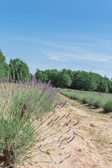 Fototapeta na wymiar Blooming lavender at local farm in Gainesville, Texas, USA. Row of blooming purple herbal under sunny cloud blue sky vast landscape