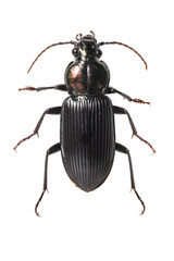 Coleoptera Carabidae ground beetle isolated on white background