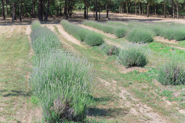 Blooming lavender at local farm in Gainesville, Texas, USA. Row of blooming purple herbal surrounding by tall trees under sunny sky vast landscape