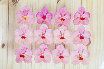 pink orchids flower on  wooden background