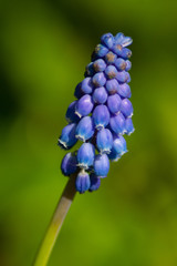Grape hyacinth