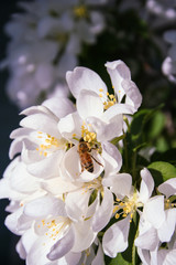 Fototapeta na wymiar Bee in Apple Blossom