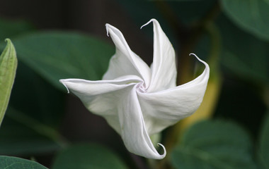 Moonflower Bud