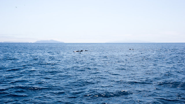 Playful dolphins swimming in  ocean waters near Channel Islands, Southern California